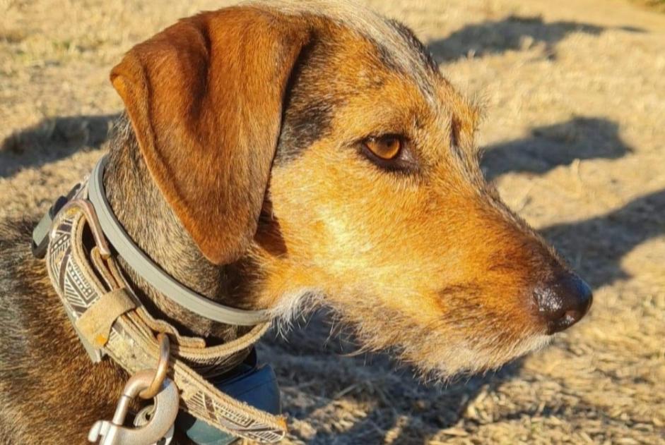 Alerte Disparition Chien croisement  Femelle , 7 ans Stotzheim France