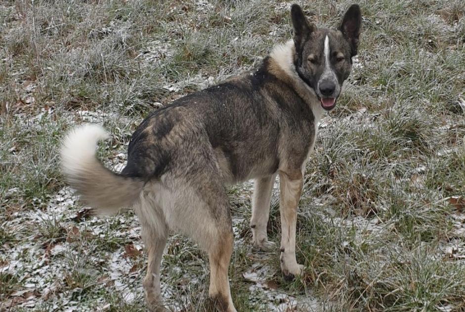 Alerte Disparition Chien croisement  Mâle , 6 ans Colombies France