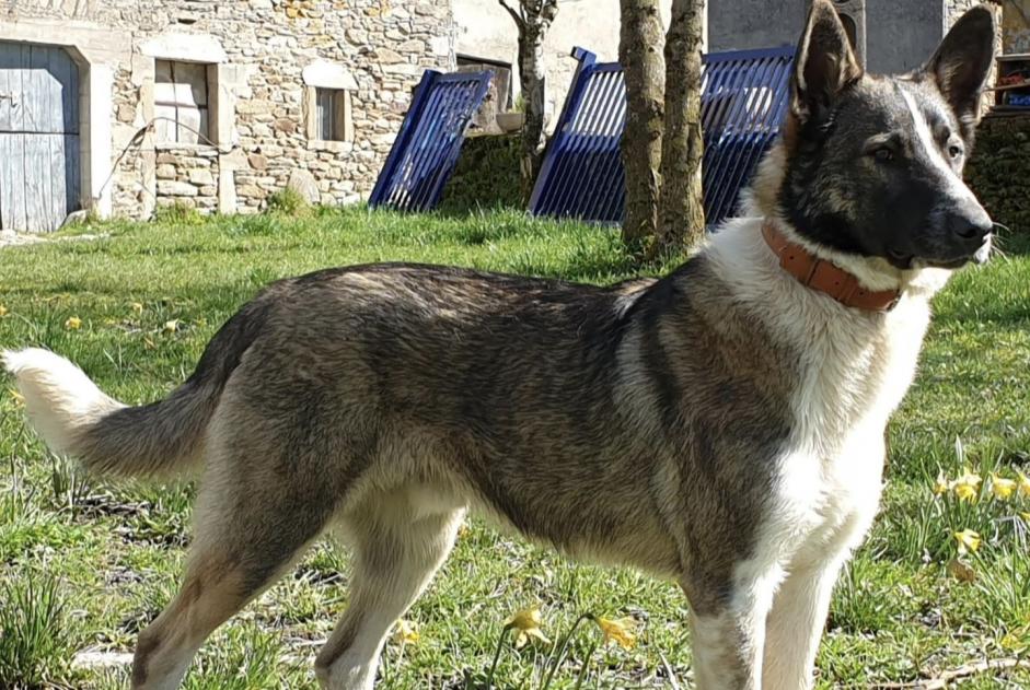 Alerte Disparition Chien croisement  Mâle , 6 ans Colombies France