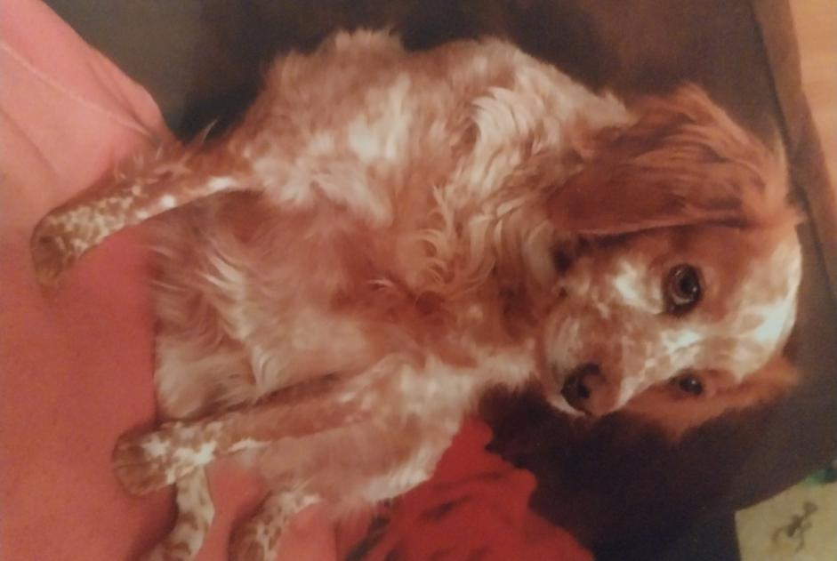 Alerte Disparition Chien  Femelle , 12 ans Montdragon France