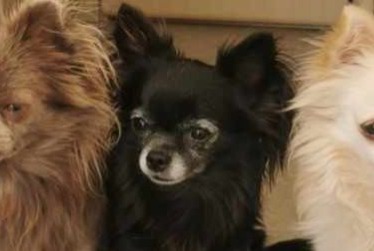 Alerte Disparition Chien  Femelle , 8 ans Carcès France