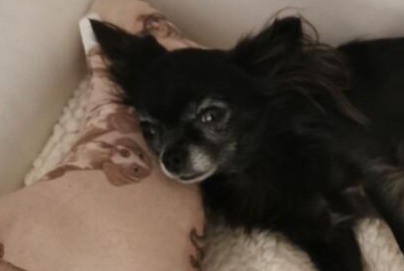 Alerte Disparition Chien  Femelle , 8 ans Carcès France