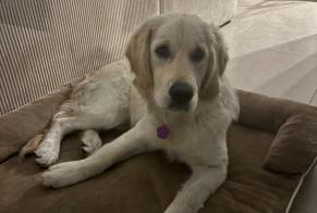 Alerte Disparition Chien  Femelle , 1 ans Nice France