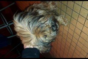 Alerte Découverte Chien Mâle , 10 ans Xertigny France