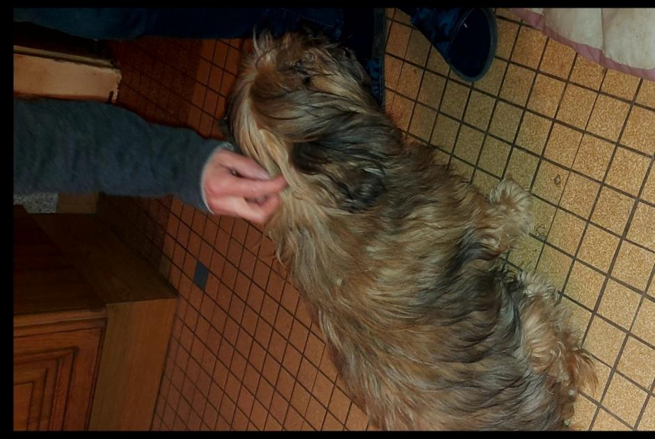 Alerte Découverte Chien Mâle , 10 ans Xertigny France