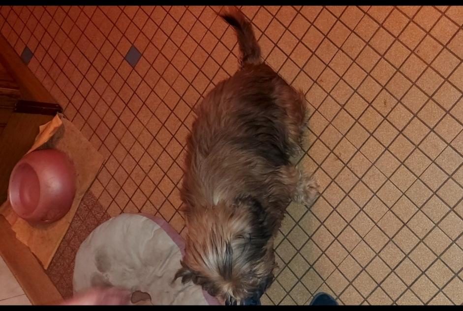Alerte Découverte Chien Mâle , 10 ans Xertigny France