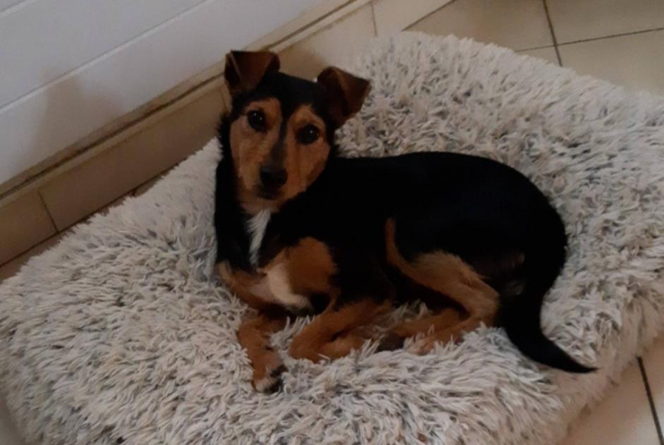 Alerte Disparition Chien croisement  Femelle , 2 ans Beauchamp France