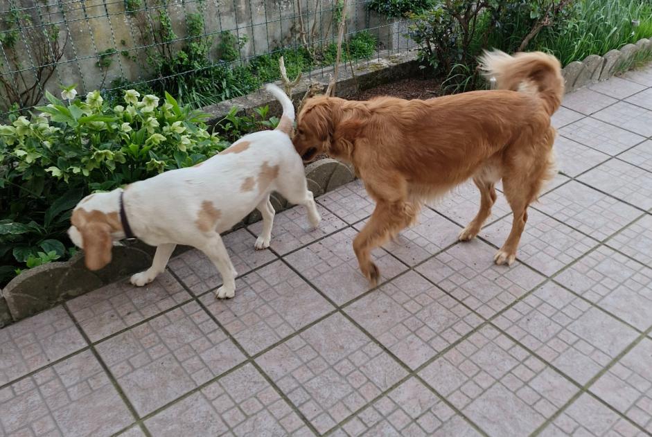 Alerte Découverte Chien  Femelle Ploemeur France