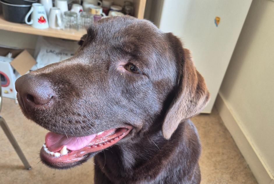 Alerte Découverte Chien  Mâle Saint-Père-en-Retz France