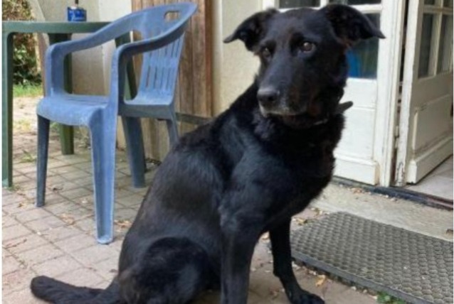 Alerte Disparition Chien croisement  Femelle , 11 ans Bercloux France