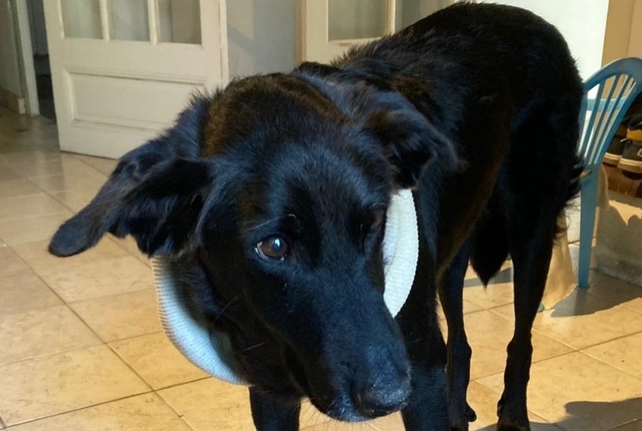 Alerte Disparition Chien croisement  Femelle , 11 ans Bercloux France