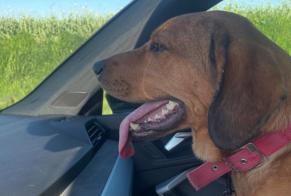 Alerte Découverte Chien Femelle Vendeuil France