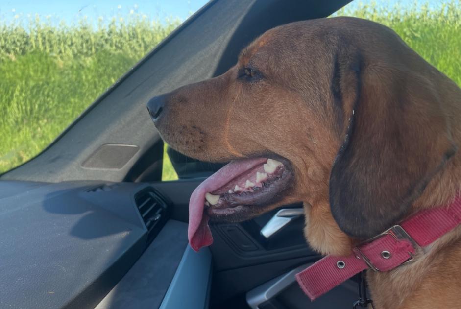 Alerte Découverte Chien Femelle Vendeuil France