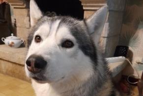 Alerte Disparition Chien  Mâle , 5 ans Le Mené France