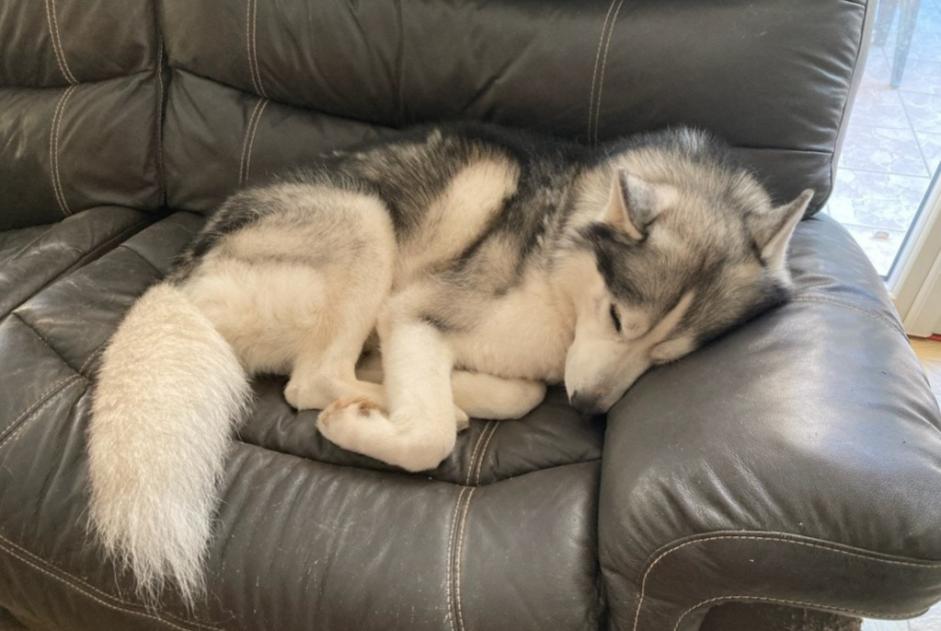 Alerte Disparition Chien  Mâle , 5 ans Le Mené France