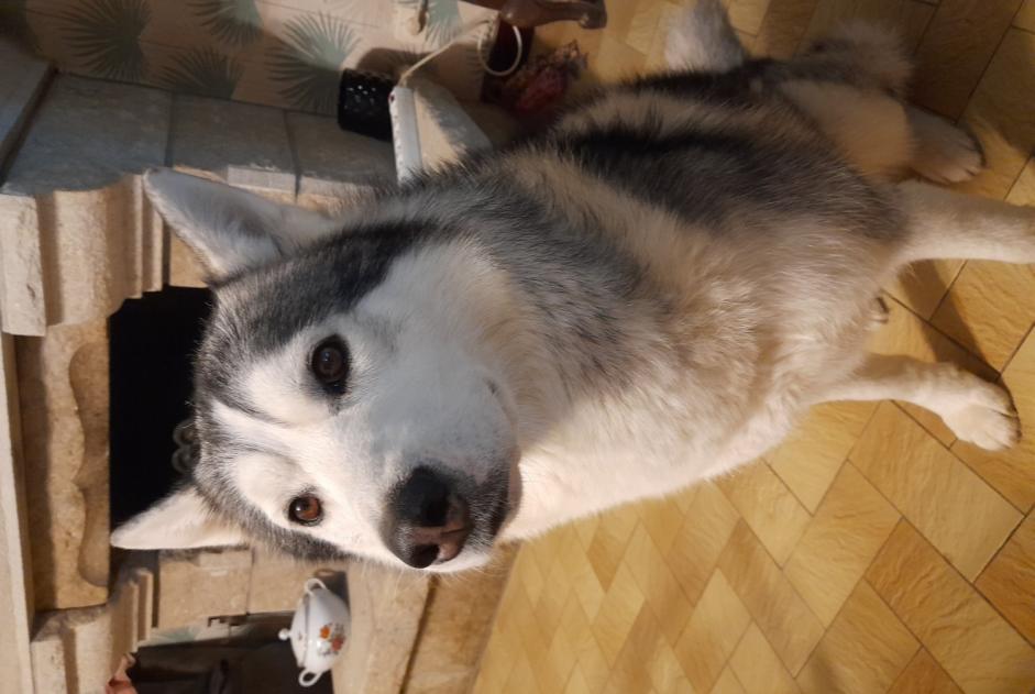 Alerte Disparition Chien  Mâle , 5 ans Le Mené France