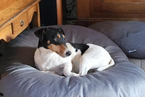 Alerte Disparition Chien croisement  Mâle , 5 ans Coullons France