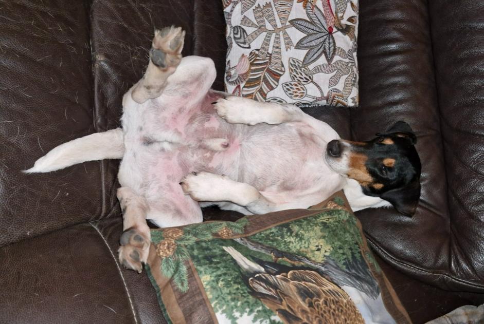 Alerte Disparition Chien croisement  Mâle , 5 ans Coullons France