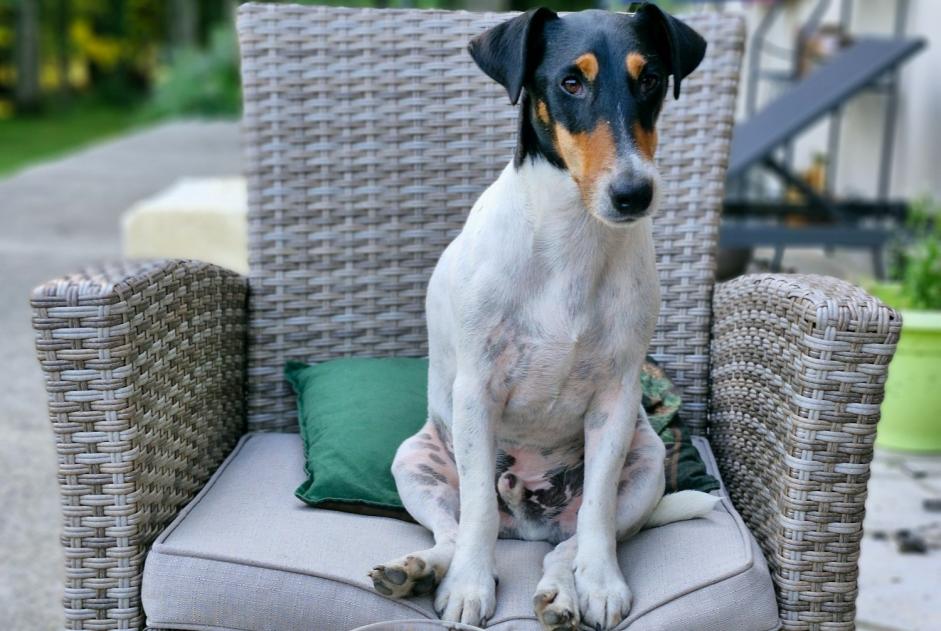 Alerte Disparition Chien croisement  Mâle , 5 ans Coullons France