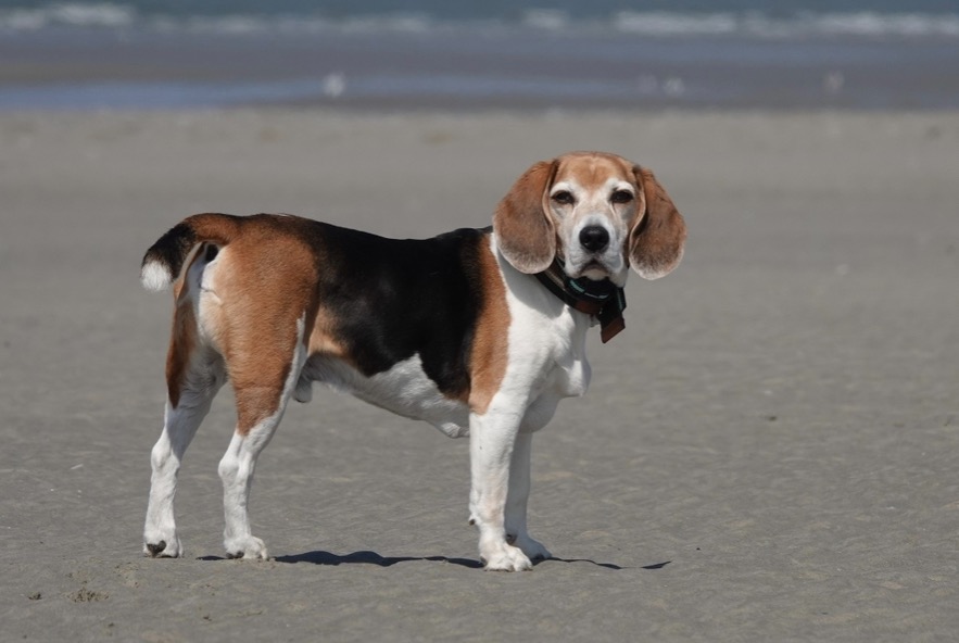 Alerte Disparition Chien  Mâle , 13 ans Fort-Mahon-Plage France