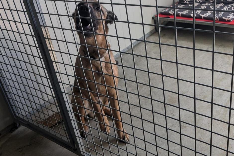 Alerte Découverte Chien  Mâle Vitré France