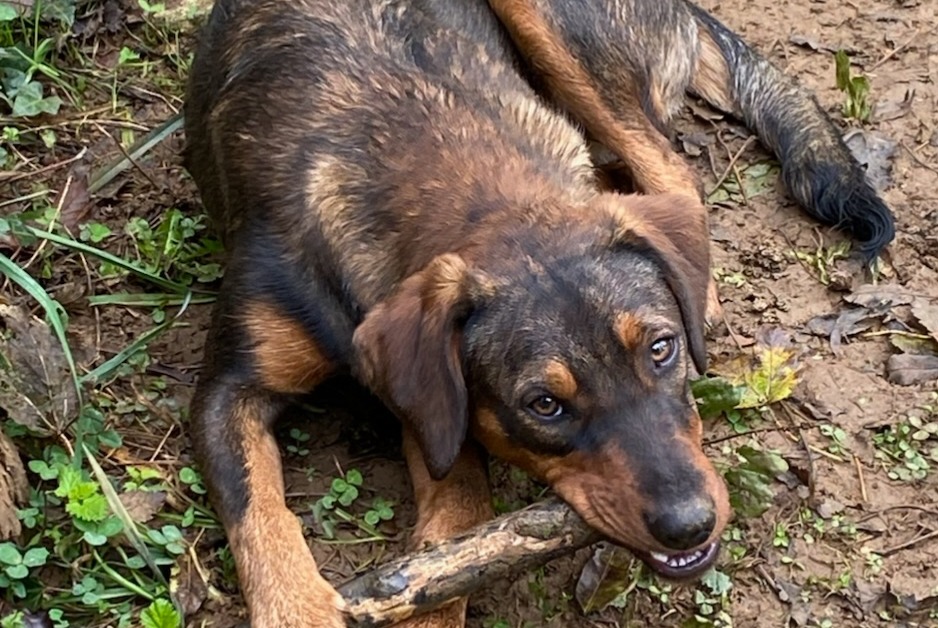 Alerte Disparition Chien croisement  Femelle , 2 ans Sens-Beaujeu France