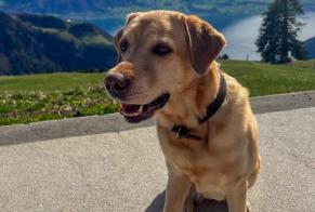 Alerte Disparition Chien  Femelle , 10 ans Thônex Suisse