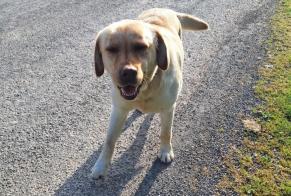 Alerte Découverte Chien  Femelle Lavoux France