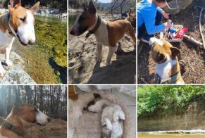 Alerte Disparition Chien  Mâle , 5 ans Chandolas France