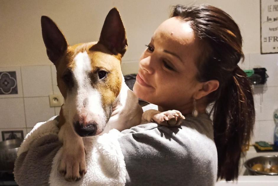 Alerte Disparition Chien  Mâle , 5 ans Chandolas France
