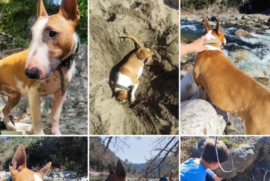 Alerte Disparition Chien  Mâle , 5 ans Chandolas France