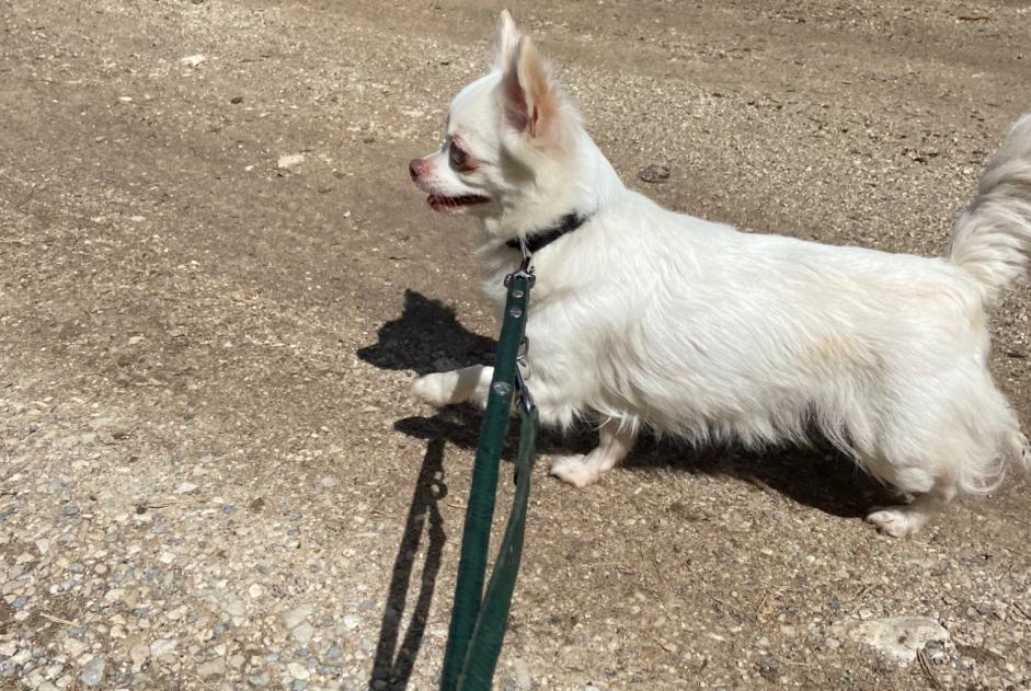 Alerte Découverte Chien  Femelle Escragnolles France
