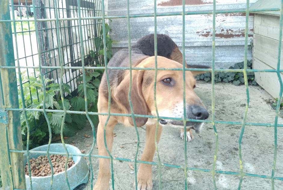 Alerte Découverte Chien croisement  Mâle Briouze France