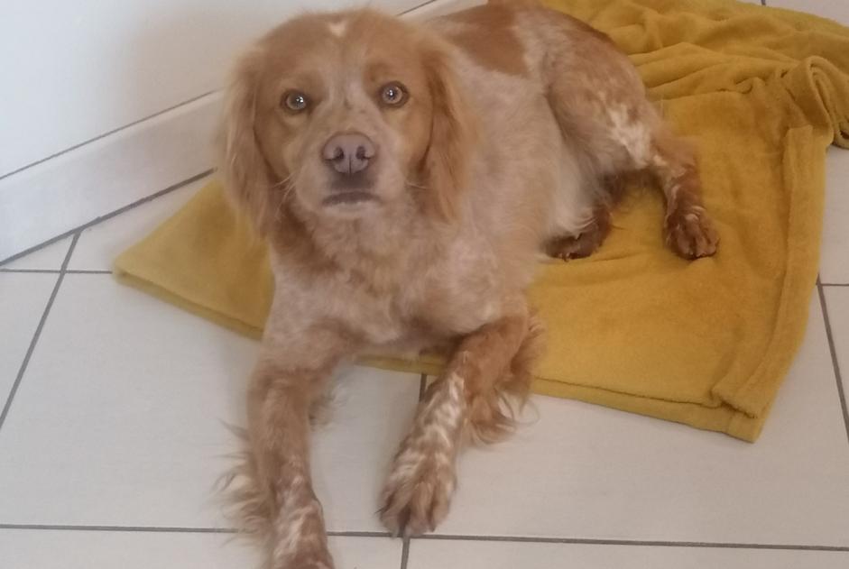 Alerte Découverte Chien  Femelle Bruch France