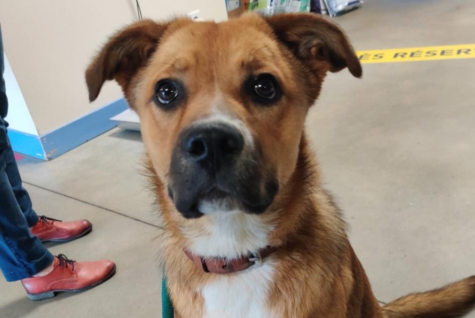 Alerte Découverte Chien croisement  Inconnu Sarzay France