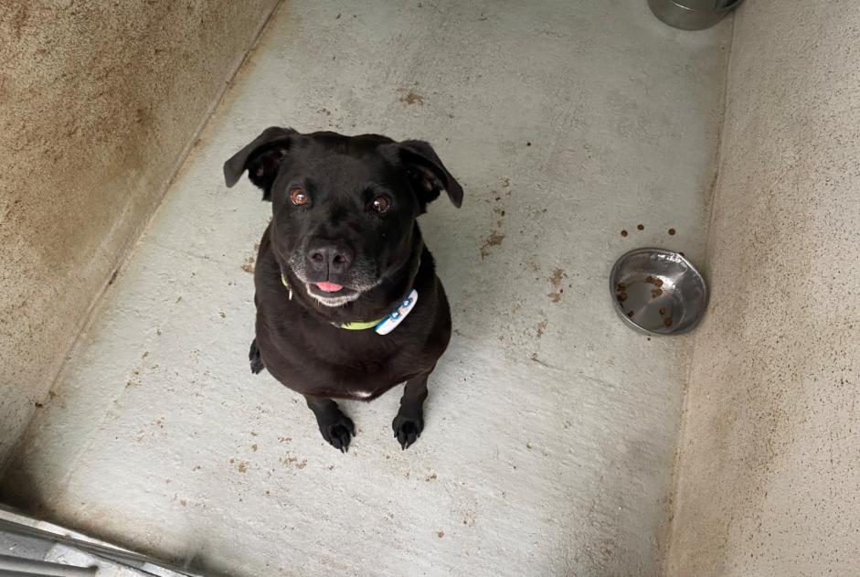 Alerte Découverte Chien  Femelle , 9 ans Saint-Germain-en-Laye France