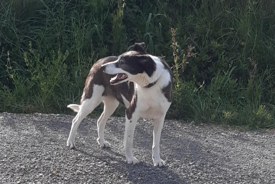 Alerte Découverte Chien croisement  Femelle Saint-André-de-Roquelongue France