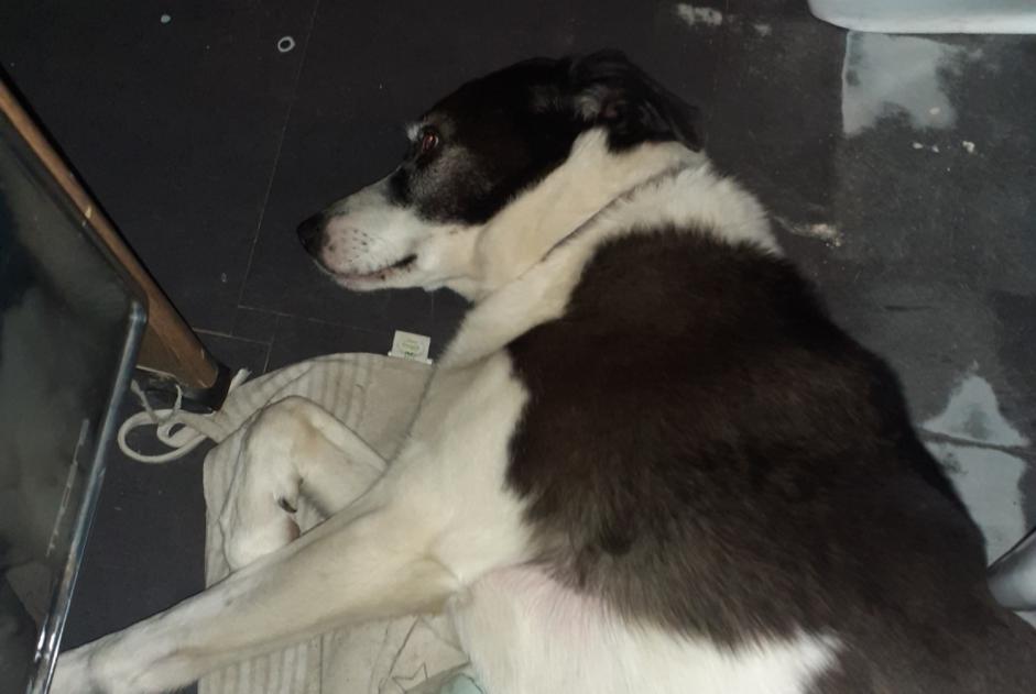 Alerte Découverte Chien croisement  Femelle Saint-André-de-Roquelongue France