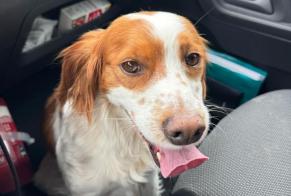 Alerte Découverte Chien  Femelle Montévrain France