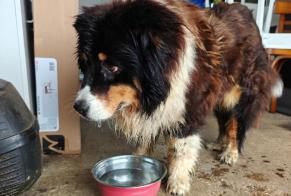 Alerte Découverte Chien croisement  Femelle Landudec France