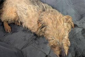 Alerte Découverte Chien  Mâle Montfort-en-Chalosse France