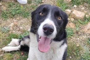 Alerte Découverte Chien  Mâle Palladuc France