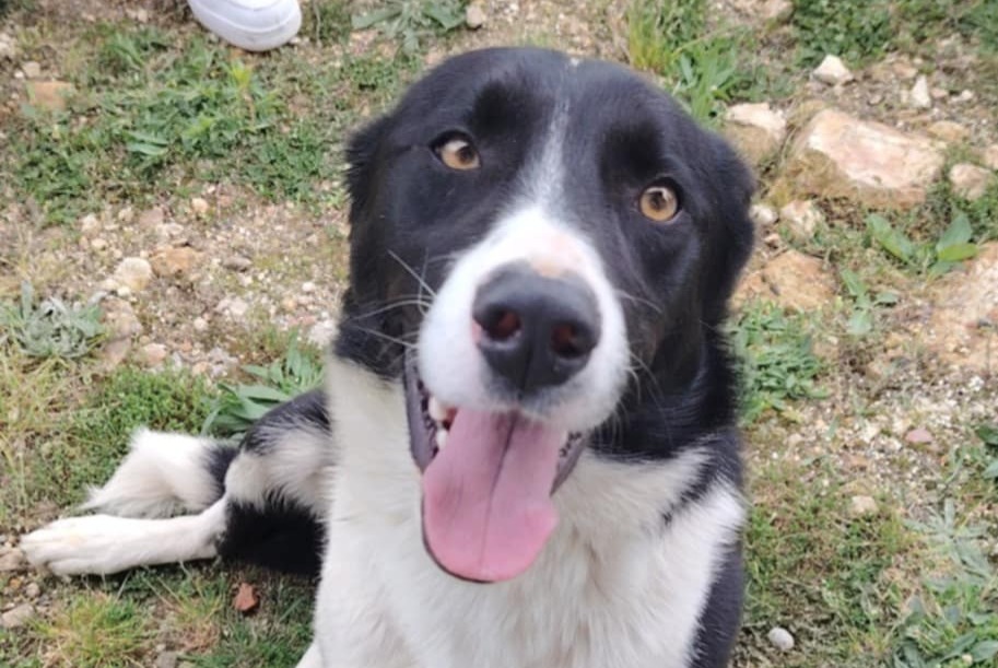 Alerte Découverte Chien  Mâle Palladuc France
