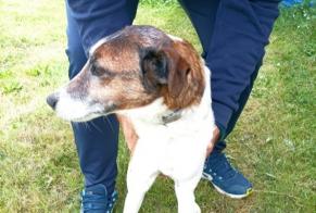 Alerte Découverte Chien  Mâle Saint-Sever France