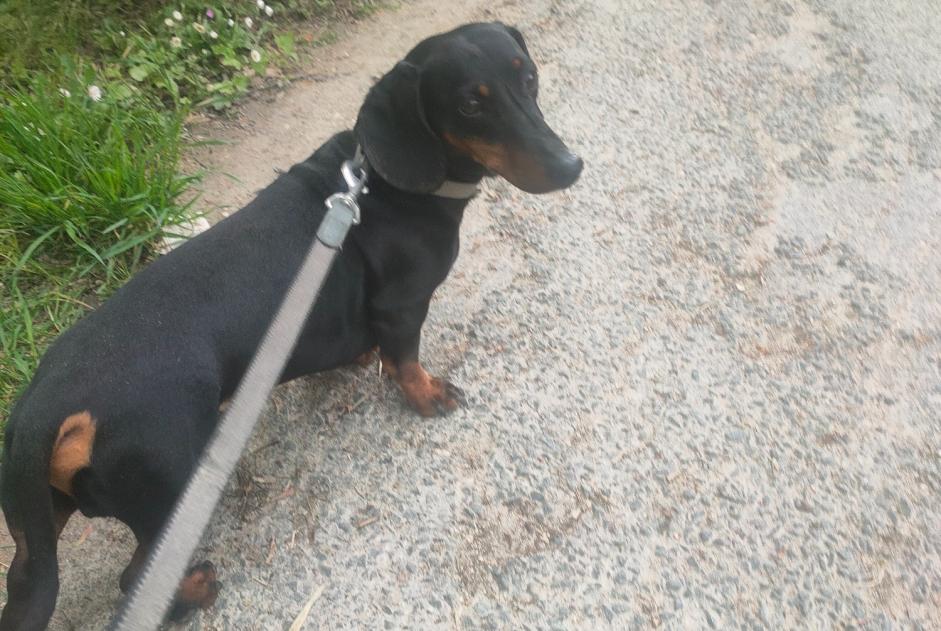 Alerte Découverte Chien  Mâle Vendôme France