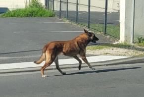 Alerte Découverte Chien croisement  Inconnu Angoulême France