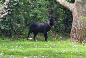Alerte Découverte Chien Inconnu Carentan les Marais France