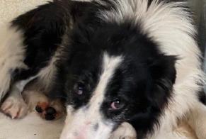 Alerte Découverte Chien croisement  Mâle Trets France