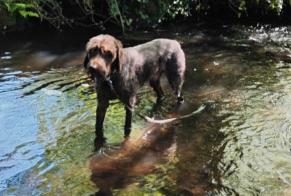 Alerte Découverte Chien  Inconnu , 6 ans Bignan France