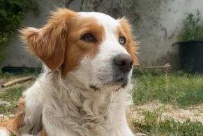 Alerte Disparition Chien croisement  Femelle , 6 ans Aubagne France